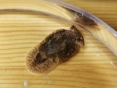 Pleurobranchaea japonica