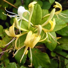 Lonicera japonica