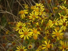Jacobaea vulgaris