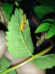 Gymnosporangium cornutum