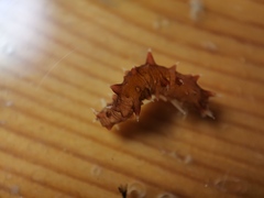 Apostichopus japonicus