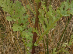 Jacobaea vulgaris