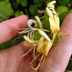 Lonicera japonica