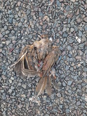 Turdus grayi