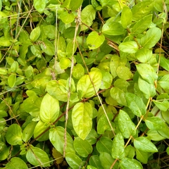 Lonicera japonica