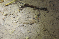 Limnonectes fujianensis