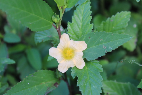 Sida rhombifolia image