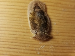 Pleurobranchaea japonica