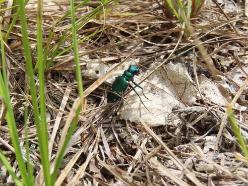 Northern Barrens Tiger Beetle photo 4