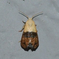 Eugnosta erigeronana