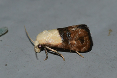 Eugnosta erigeronana