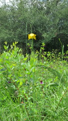 Calochortus barbatus