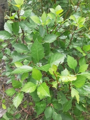 Crataegus succulenta
