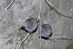 Phoenicurus fuliginosus