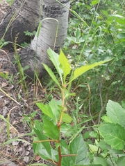 Crataegus succulenta