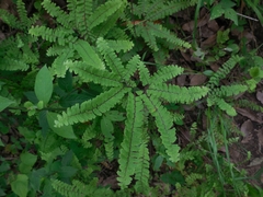 Adiantum patens