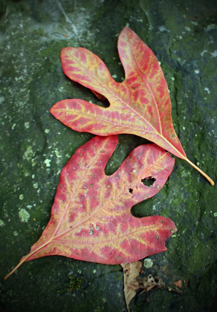 sassafras (TVA, White's Creek Small Wild Area, Plants