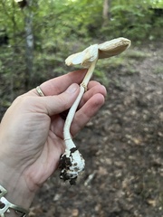 Amanita elliptosperma