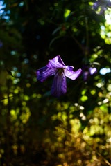 Clematis viticella