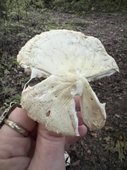 Amanita elliptosperma