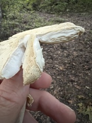 Amanita elliptosperma