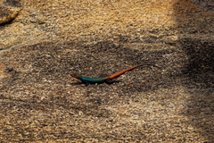 Platysaurus intermedius subniger