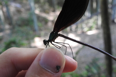 Matrona basilaris