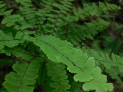 Adiantum patens