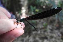 Matrona basilaris