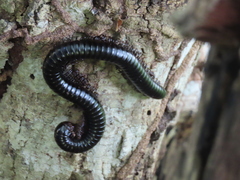Diplopoda