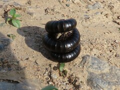 Diplopoda