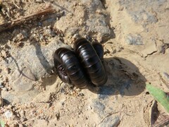 Diplopoda
