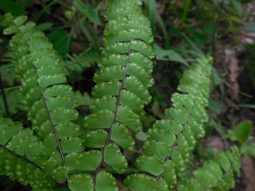 Adiantum patens