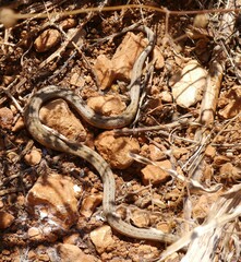 Macroprotodon mauritanicus