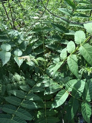 Ailanthus altissima