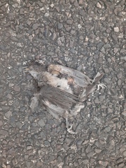 Turdus grayi