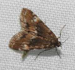 Elophila occidentalis