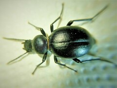 Tentyria rotundata