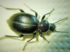 Tentyria rotundata