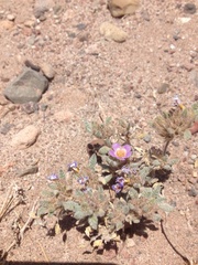 Tiquilia atacamensis