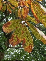 Cameraria ohridella