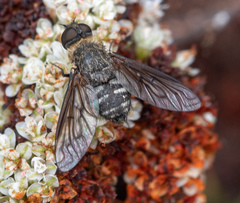 Chrysanthrax vanus
