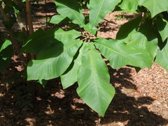 Magnolia fraseri