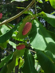 Magnolia fraseri