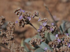 Limonium malacitanum