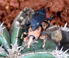 Cactophagus spinolae validus