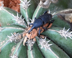 Cactophagus spinolae validus
