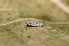 Phyllocnistis saligna