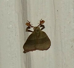 Basacallis tarachodes