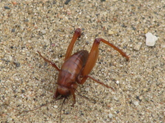 Udeopsylla robusta